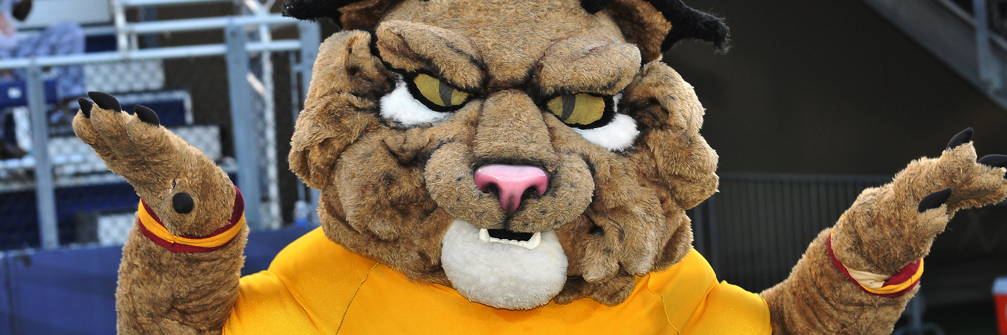 The Wildcat 360° Student Experience